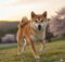 Are Shiba Inus Aggressive? Find Out Here!