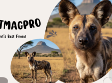 10 Interesting Facts About African Wild Dog