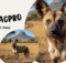 10 Interesting Facts About African Wild Dog