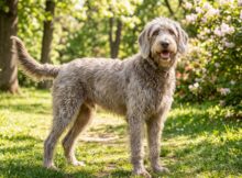 The Weimardoodle: All About This Delightful Mix