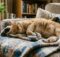 Why Do Cats Sleep So Much? 10 Reasons Why