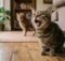 Why Do Cats Meow? Your Cat Maybe Saying Something