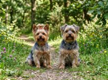 How Long Do Yorkies Live? Their Life Expectancy and More
