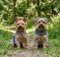 How Long Do Yorkies Live? Their Life Expectancy and More