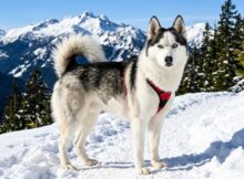 Huskimo: All About This Stunning Mix