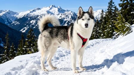 Huskimo: All About This Stunning Mix