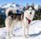 Huskimo: All About This Stunning Mix