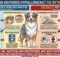 Are Australian Shepherds Hypoallergenic? The Myth and The Reality