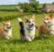 Are Corgis Hypoallergenic? Here is the Answer!