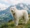Do Great Pyrenees Shed? Find Out!