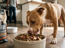 Best Dog Food for Pitbulls and How to Choose the Right Formula