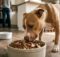 Best Dog Food for Pitbulls and How to Choose the Right Formula
