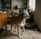 Can Dogs Get Dementia? Causes, Symptoms, and Treatment