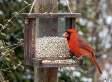 What Birds Eat Safflower Seeds