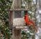 What Birds Eat Safflower Seeds