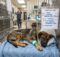 How Do Dogs Get Parvo? Causes, Symptoms, and Treatment