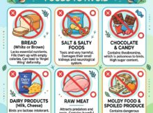 What Not to Feed Wild Birds: Foods to Avoid