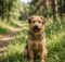 Why Do Dogs Have Whiskers? The Answer Revealed!